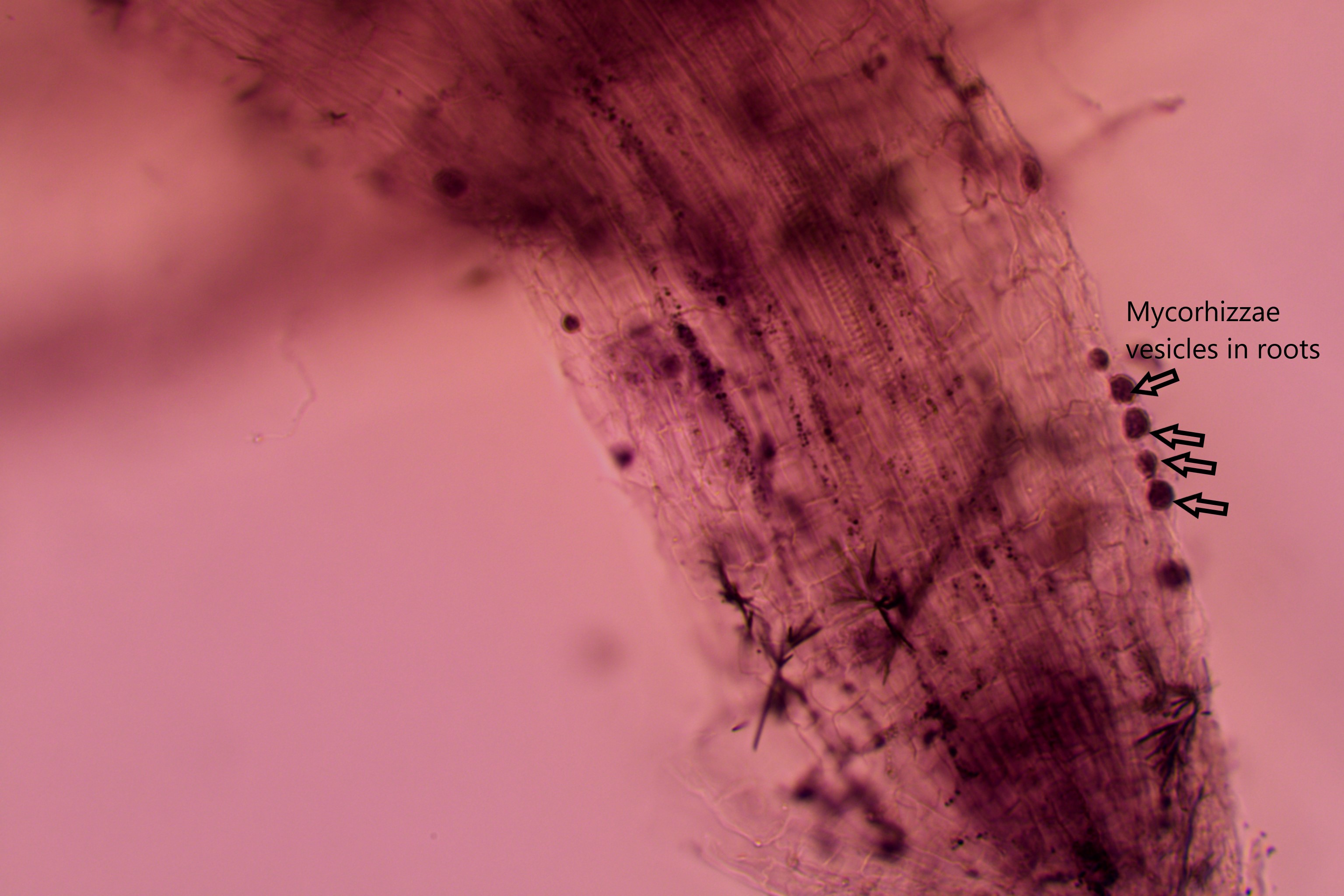 Genius Laboratories Mycorrhiza research 6