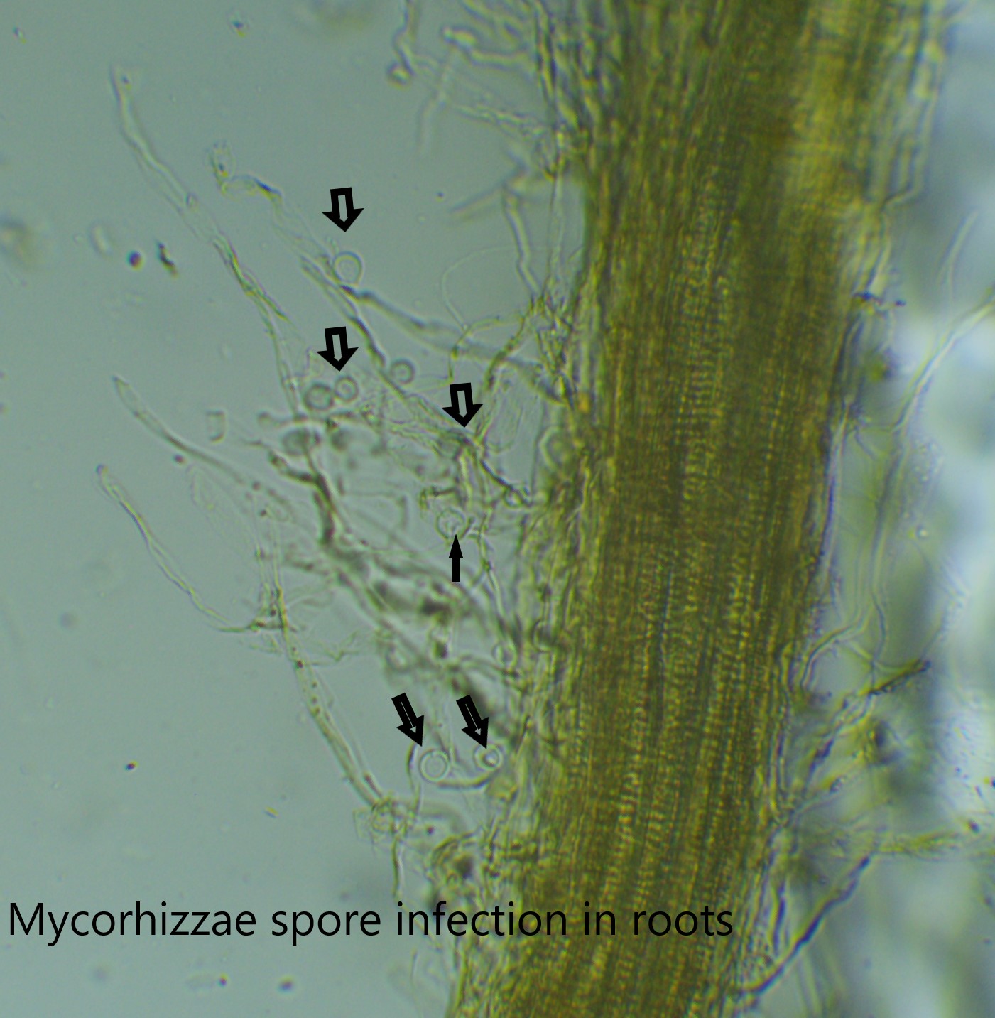 Genius Laboratories Mycorrhiza research 5