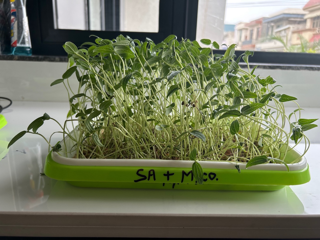 Genius Laboratories Mycorrhiza research 10