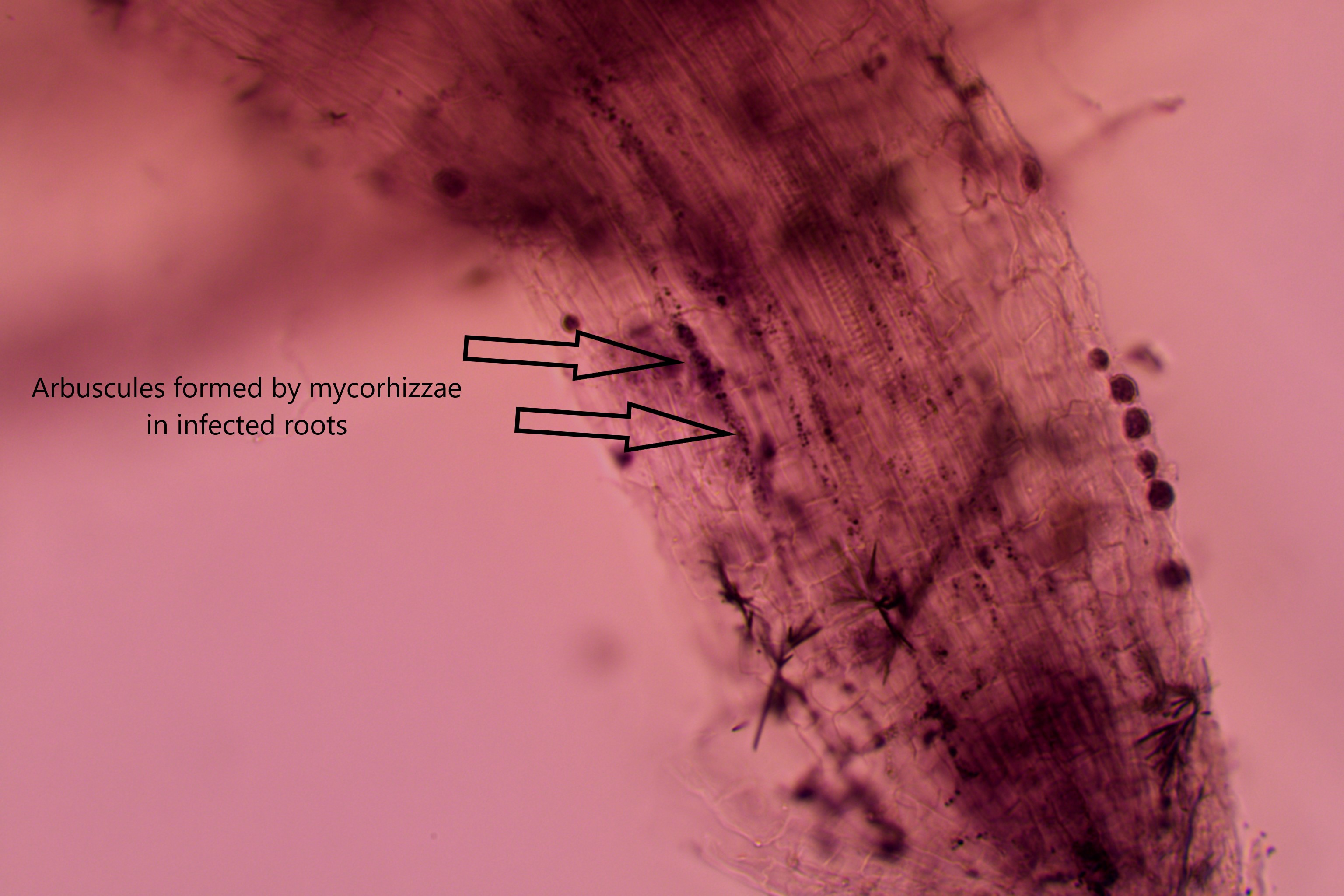 Arbuscular Mycorrhiza